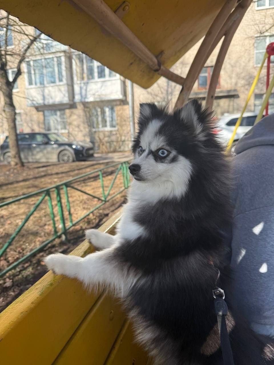 Взрослые помски нашего питомника — фотография 8
