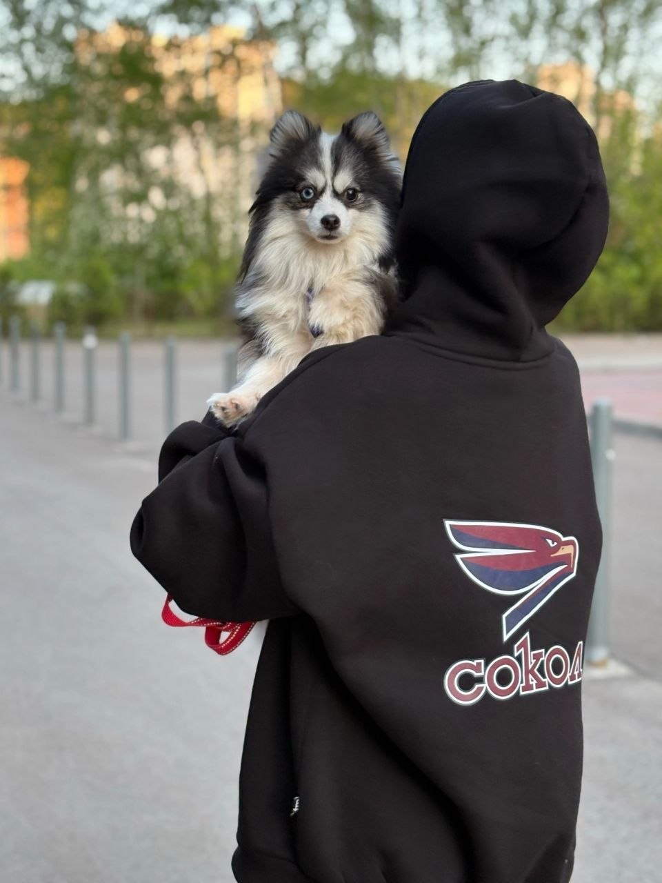 Взрослые помски нашего питомника — фотография 12