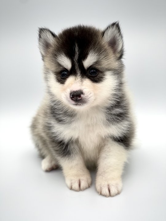 Палевый помски, мальчик